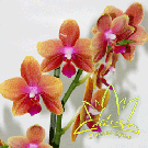 Орхидея (Phalaenopsis) в ассортименте
