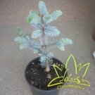 Ель канадская Picea Hoopsii